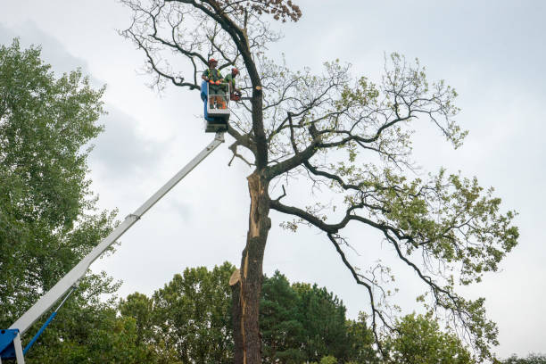 Reliable Hibbing, MN Tree Removal Solutions