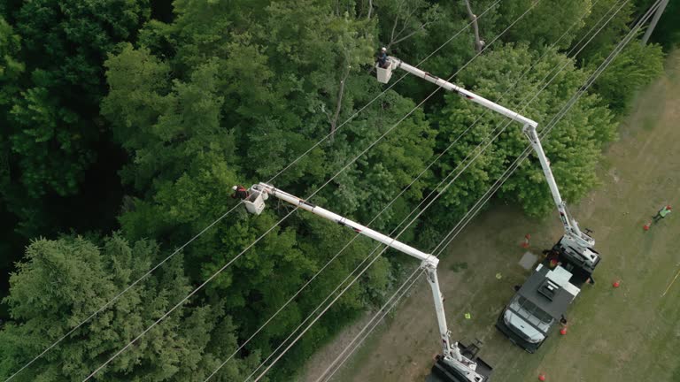 How Our Tree Care Process Works  in  Hibbing, MN